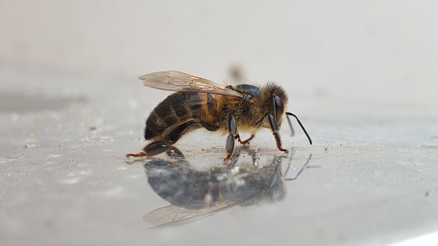Abeille buvant au bord de l'eau