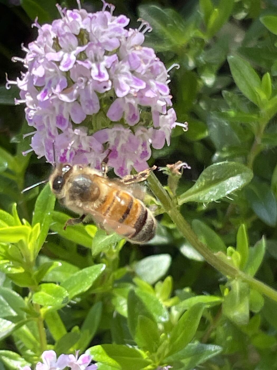 Abeille sur une fleur en fin d'hiver