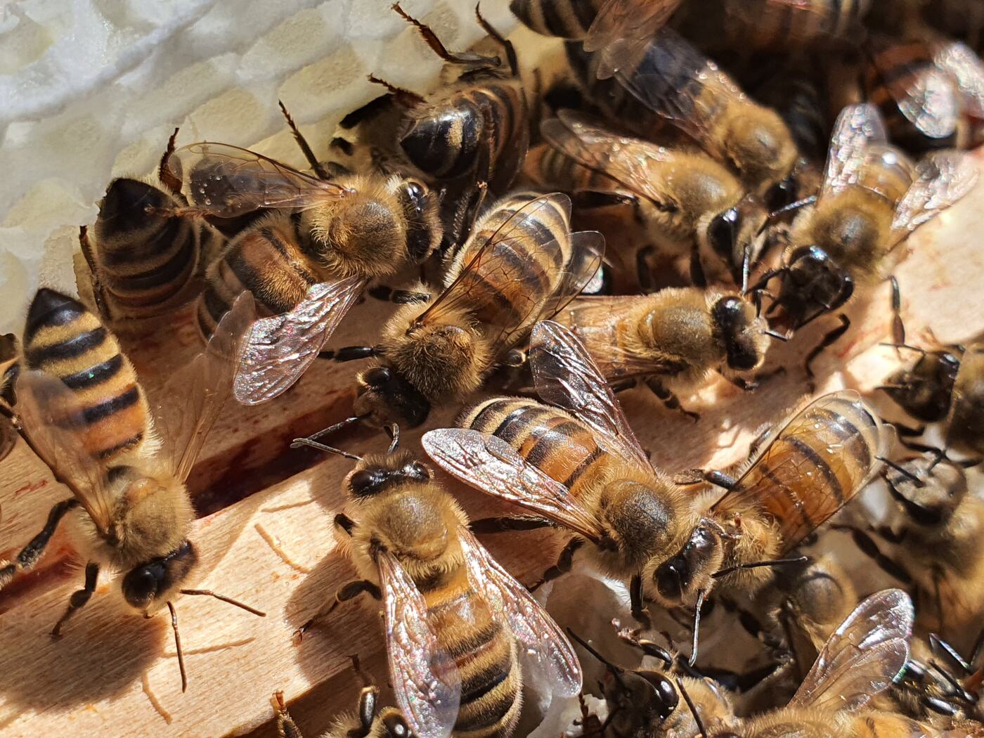 Gros plan d'abeilles sur un rayon de couvain