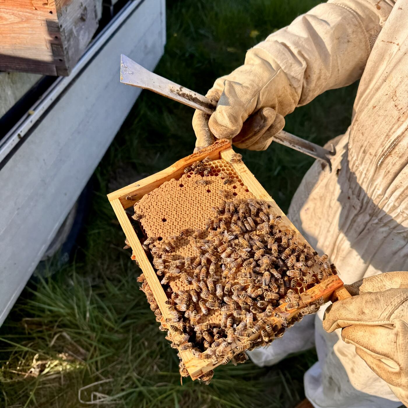 Inspection d'un cadre couvert d'abeilles