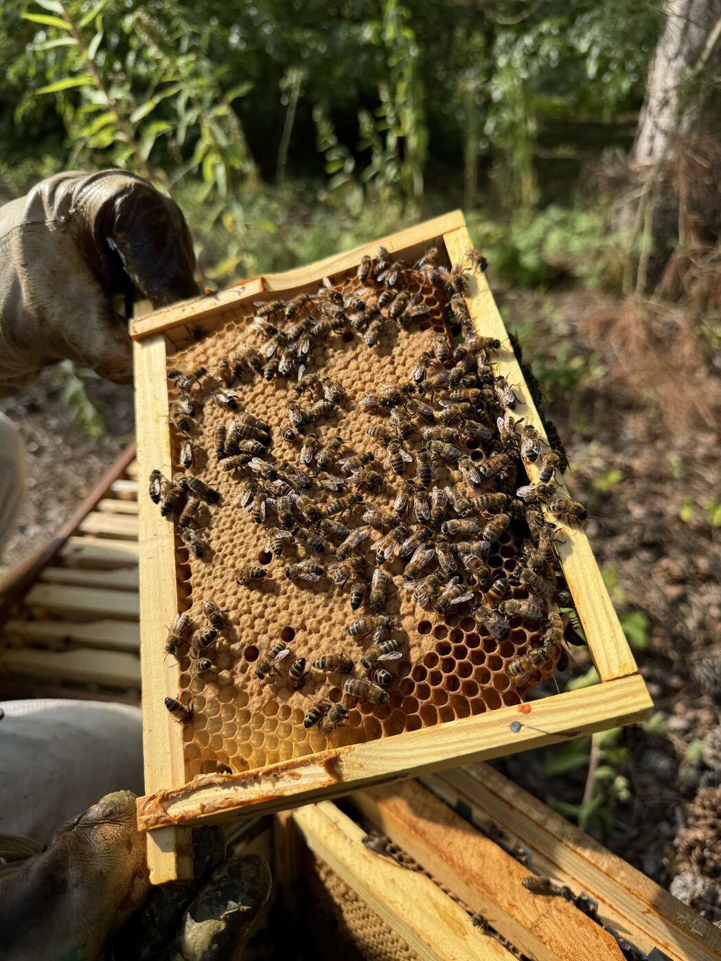 Cadre de couvain couvert d'abeilles tenu à la main