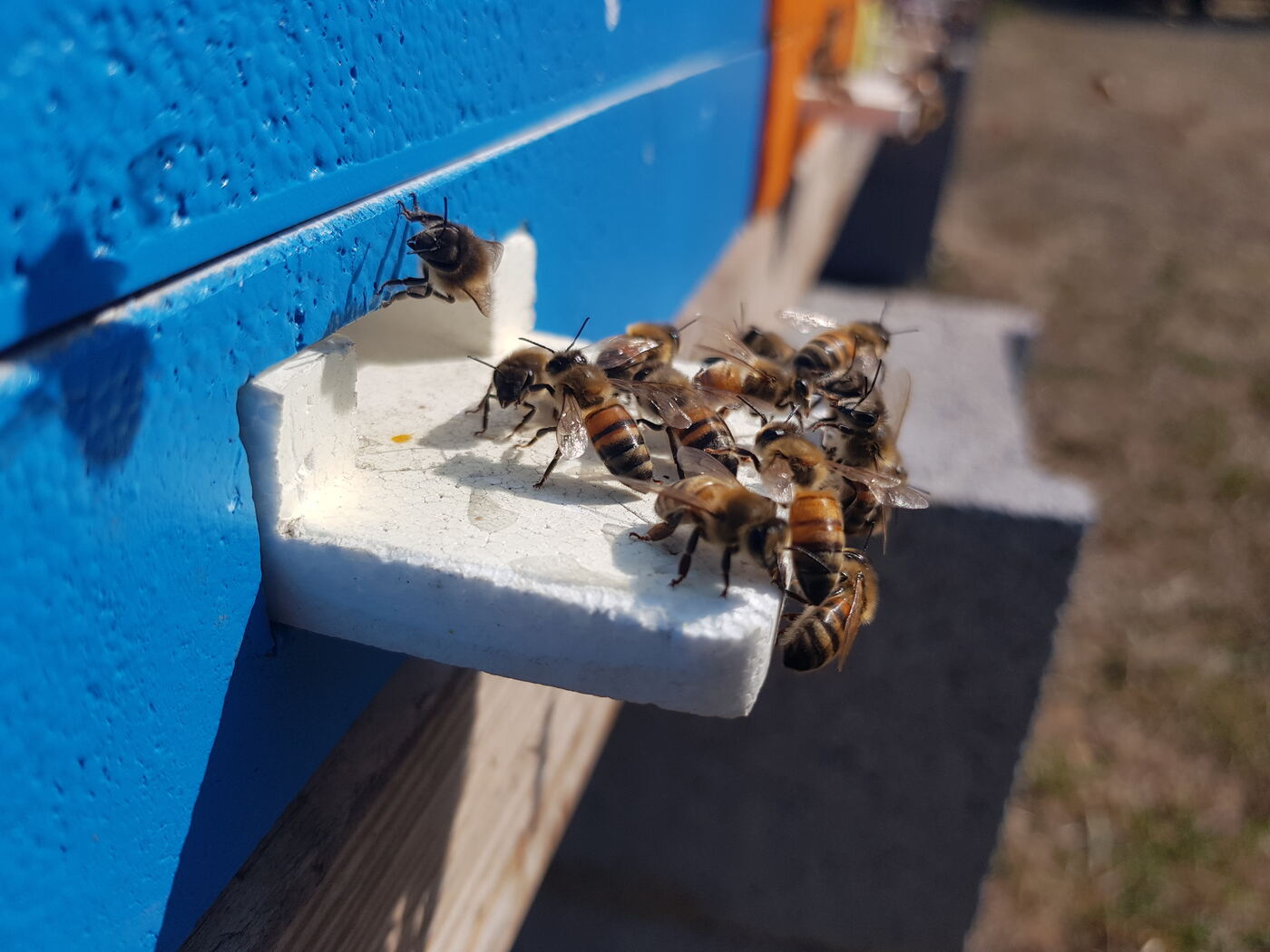 Abeilles sur la planche d'envol d'une ruche bleue