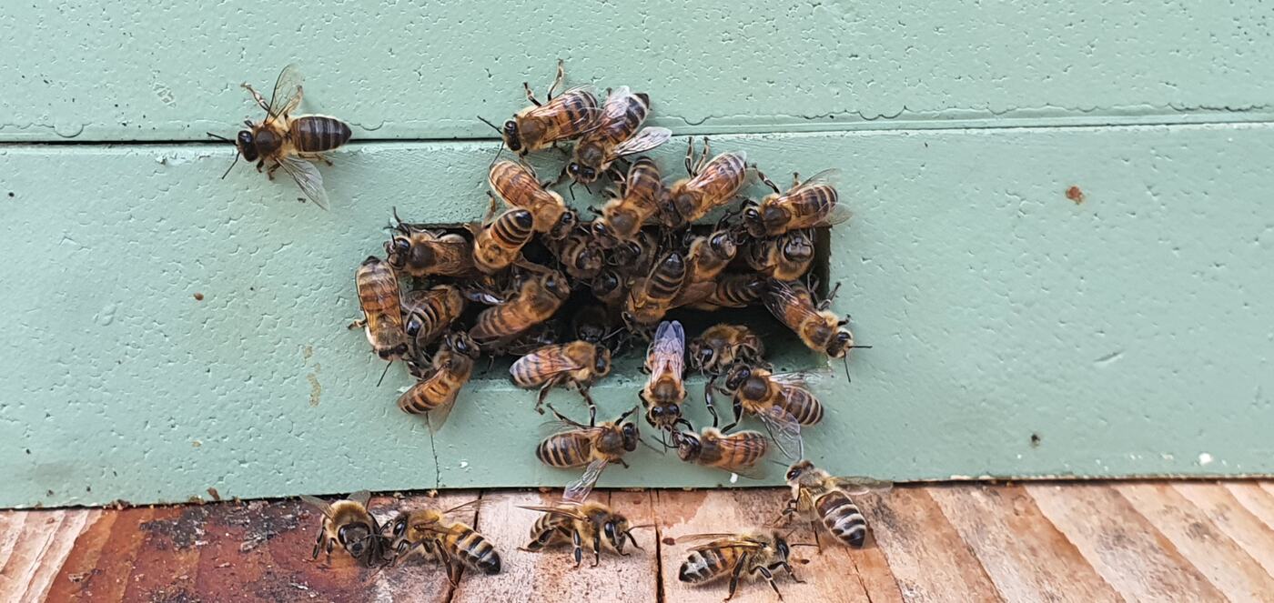 Essaim d'abeilles regroupé en grappe le long d'une façade