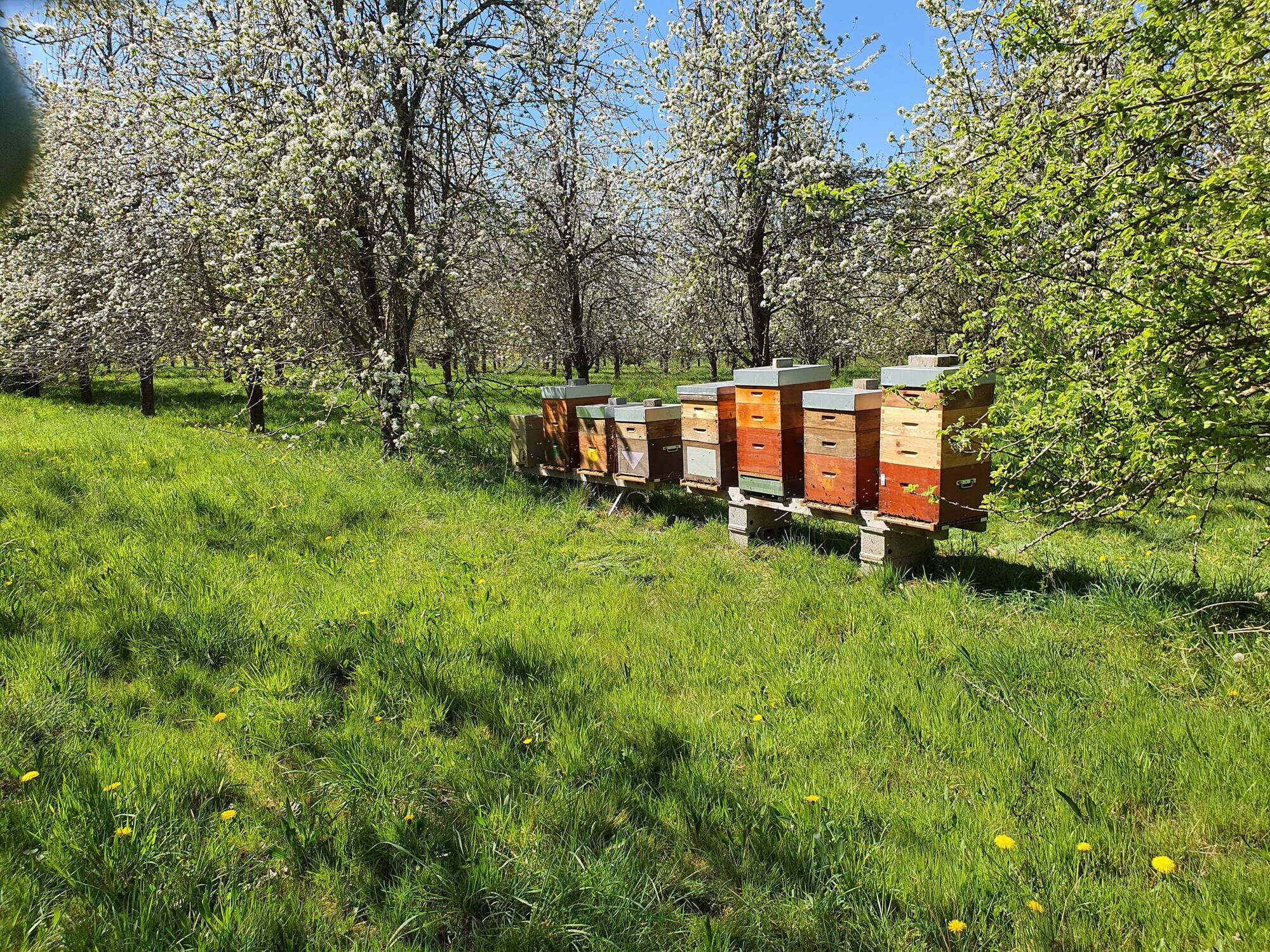Rangée de ruches Dadant dans un verger en fleurs au printemps