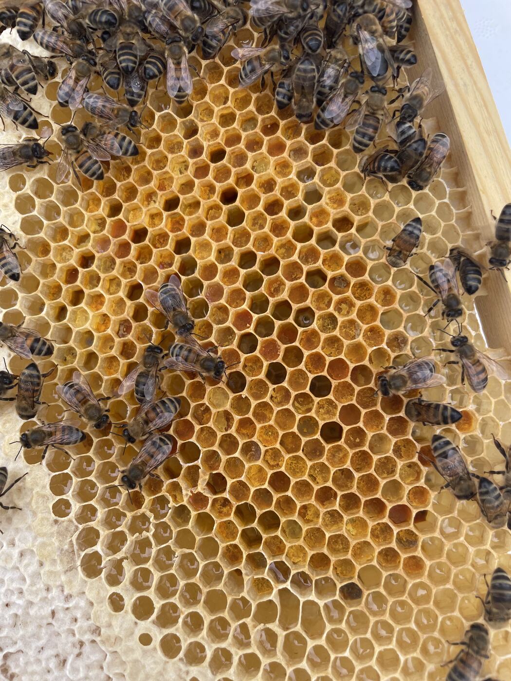 Rayon avec alvéoles de pollen de différentes couleurs