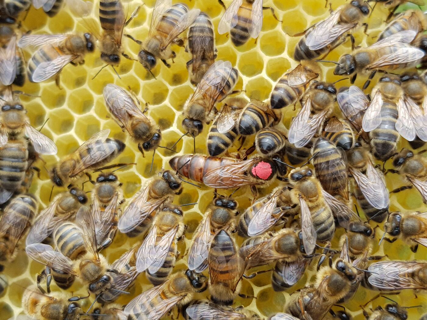 Reine Buckfast marquée au milieu de ses ouvrières