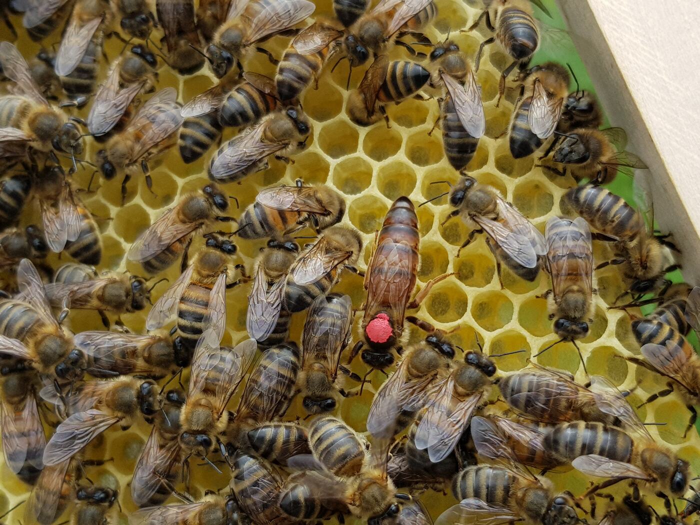 Gros plan d'une reine au milieu de ses ouvrières