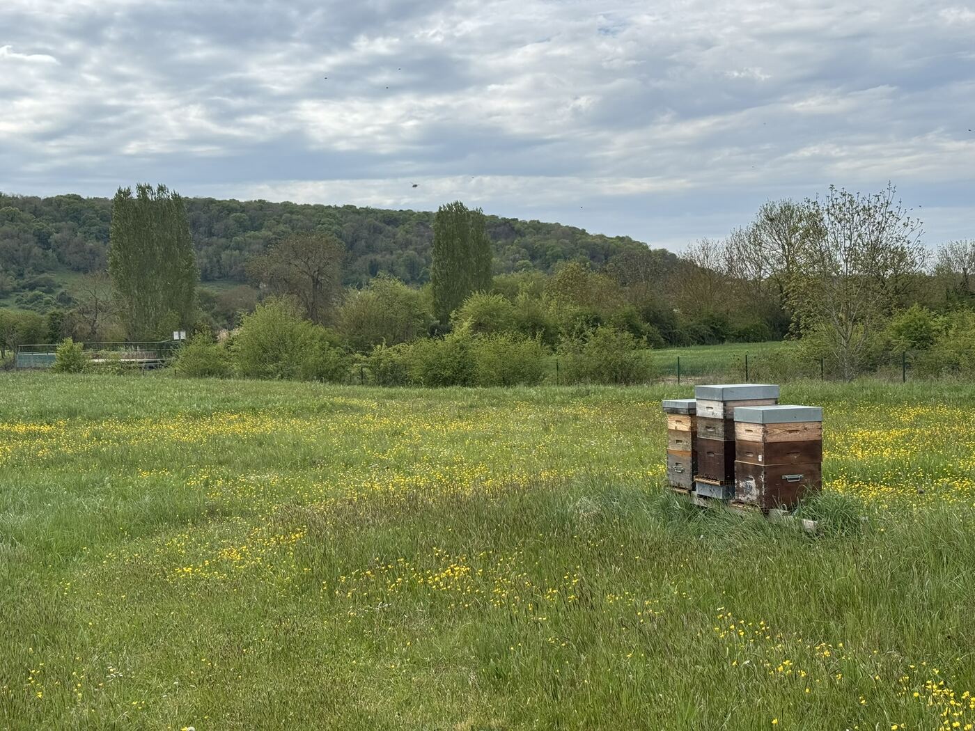Rucher de quelques ruches au bord d'une prairie fleurie